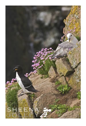 Kittiwakes  bird  sea  south coast  Ireland  photograph Jonathan Livingston Seagull.jpg Jonathan Livingston Seagull.jpg Jonathan Livingston Seagull.jpg Jonathan Livingston Seagull.jpg